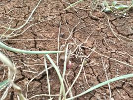 Terserang Penyakit Moler, Petani di Desa Bandung Gagal Panen