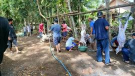 idul adha 1447 H, Masjid Baitussalam Nogosari 1 sembelih 3 sapi dan 11 Kambing